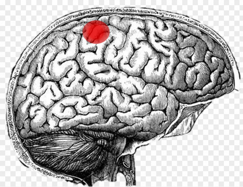 Sanggehua Human Anatomy Brain Mind PNG