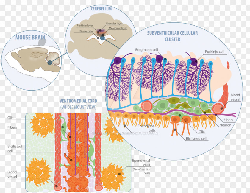 Design Graphic Diagram Organism PNG