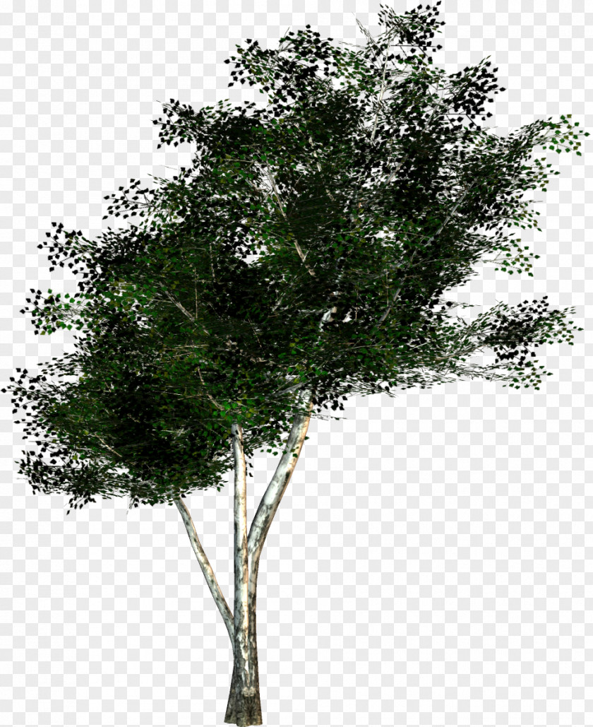 Pistache Tree Texture Mapping Twig Wavefront .obj File PNG