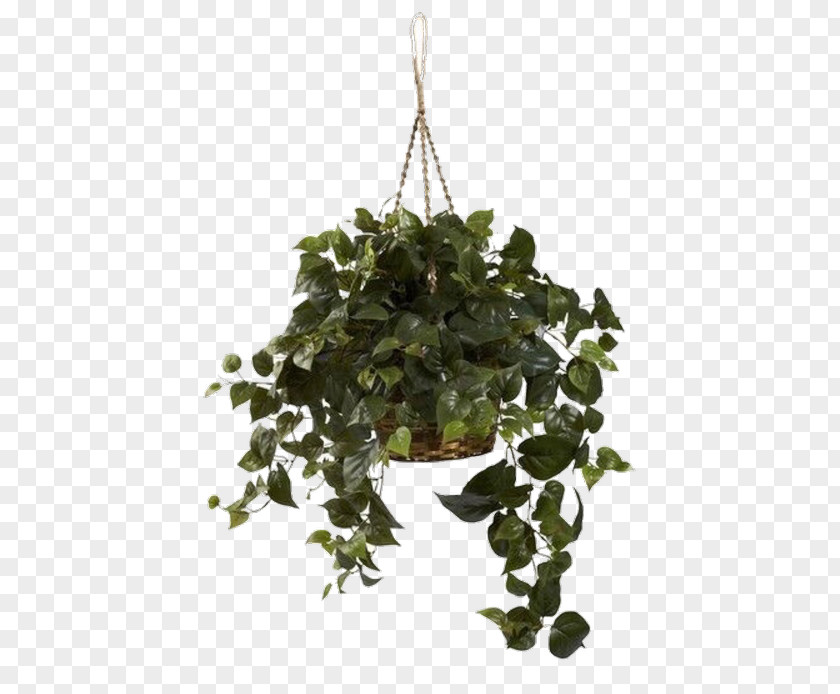Plants Hanging Basket Philodendron Vine Devil's Ivy Vascular Plant PNG
