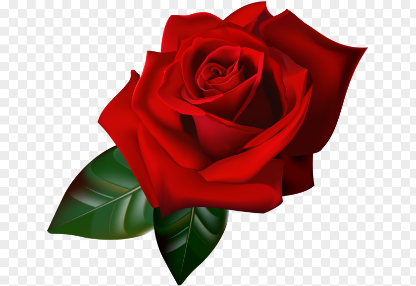 Red Rose Decorative Animation Gfycat PNG