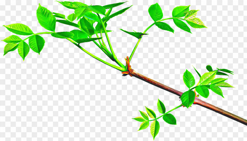 Twig Tree Laptop Background PNG