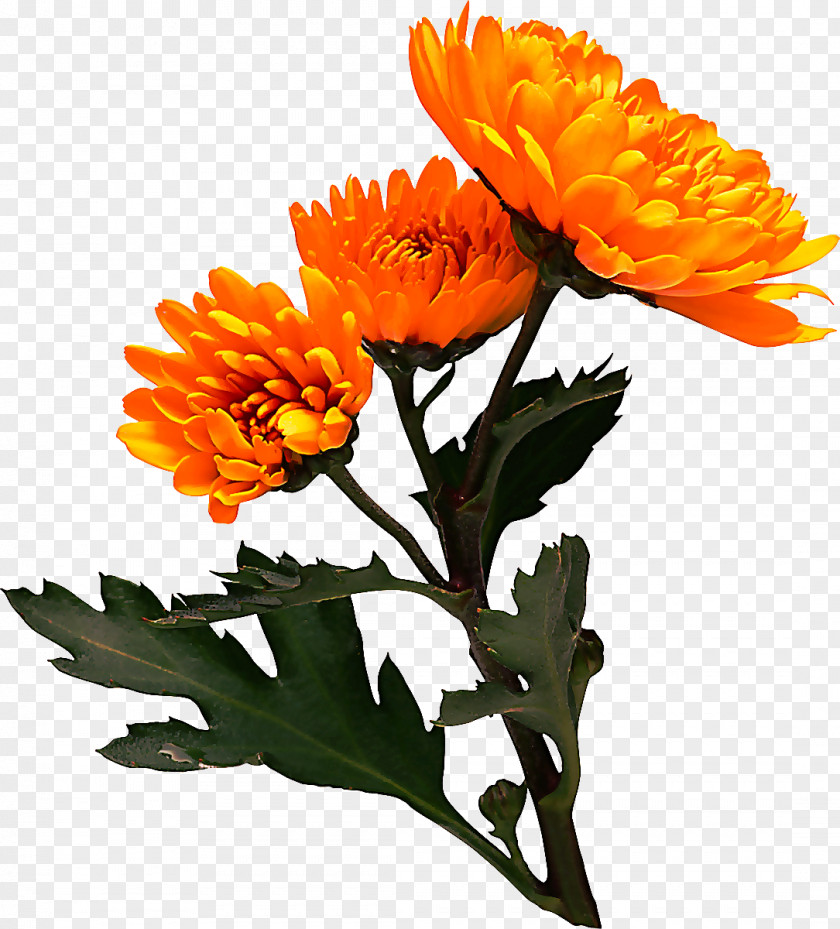 Cut Flowers Tagetes Orange PNG