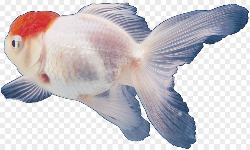 Fish Goldfish Tropical Clip Art PNG