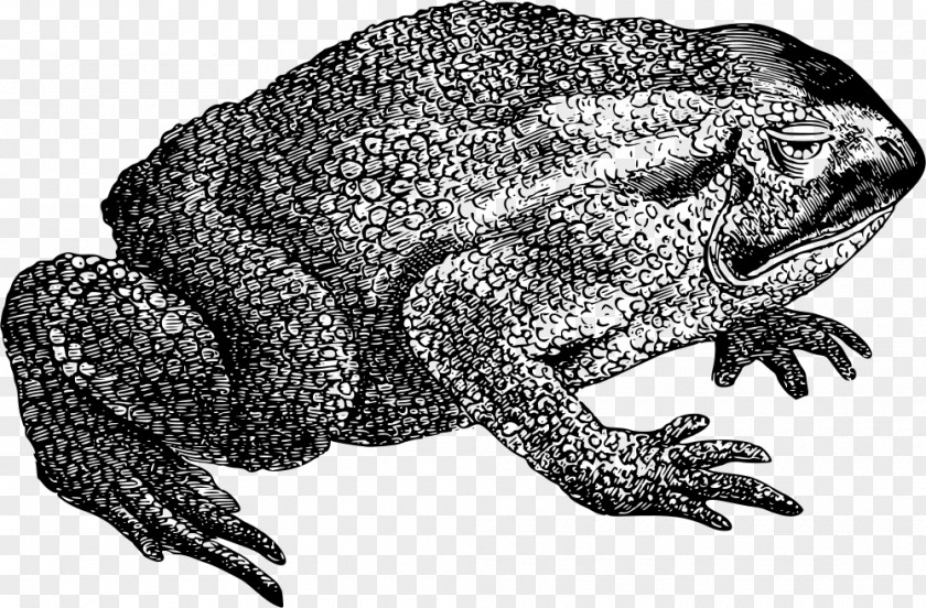 Frog Toad True Amphibians Reptile PNG