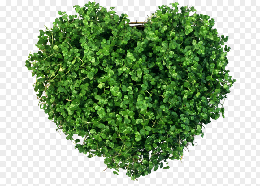 Love The Natural Environment Heart Plant Green Sabze PNG