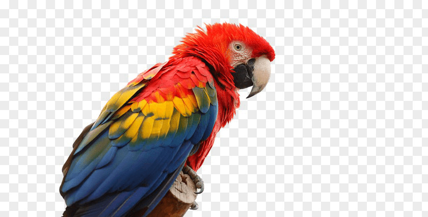 Parrot Macaw Clip Art PNG