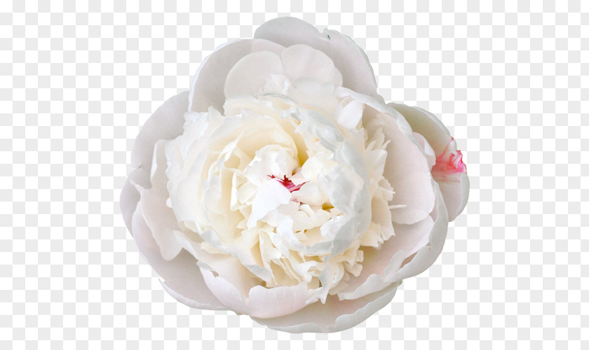 Peony White Flower Color Clip Art PNG