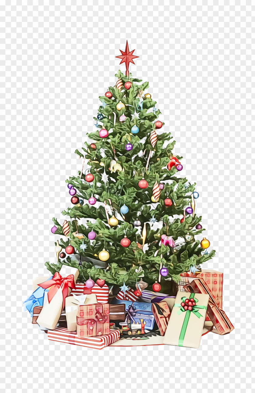 Fir Spruce Christmas Tree PNG