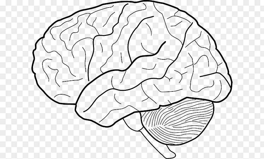 Neuroscience Clip Art Human Brain Drawing Image PNG