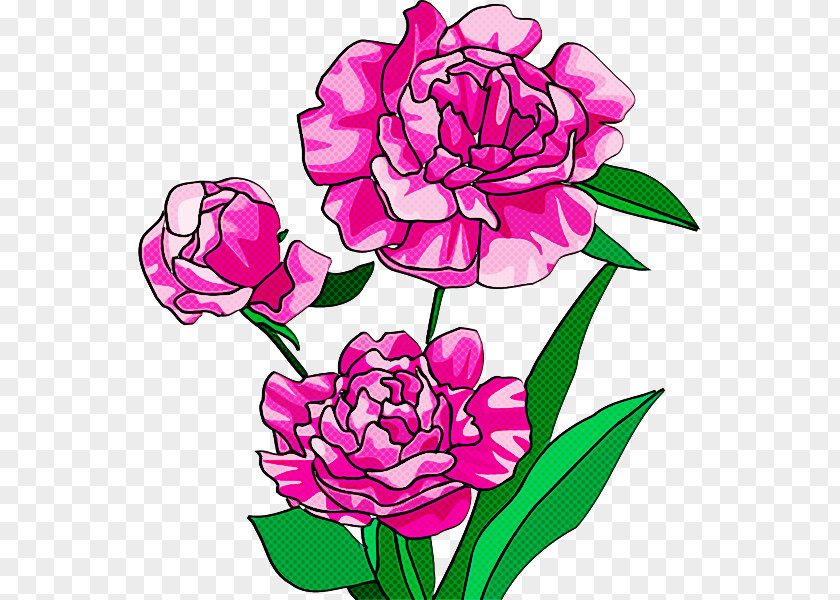 Pedicel Common Peony Pink Flowers Background PNG