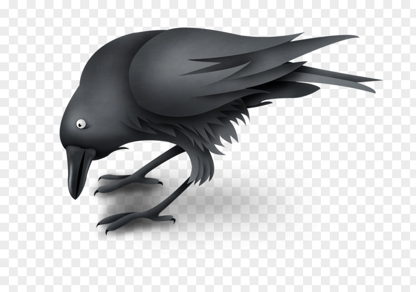 Raven American Crow Image PNG