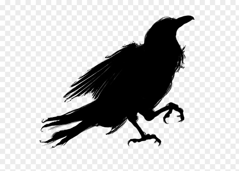 Ravens 3d Animated Silhouette Bird American Crow PNG