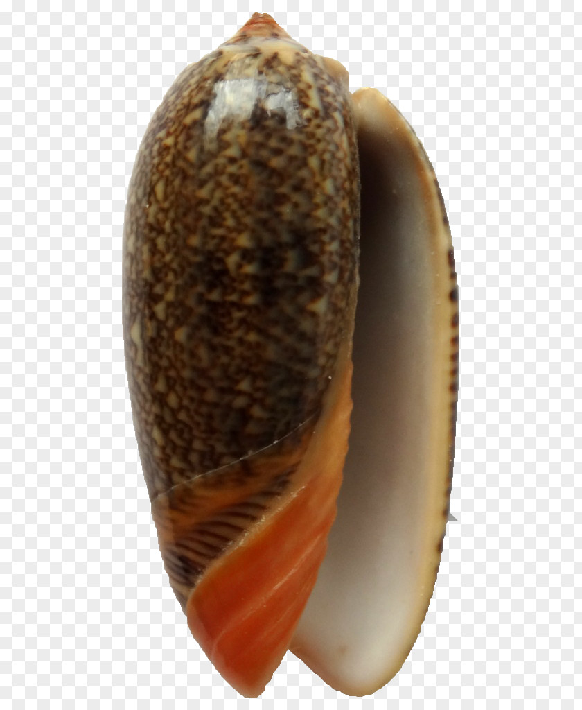 Seashell Clam Natural History Museum Rotterdam Mussel Oyster PNG
