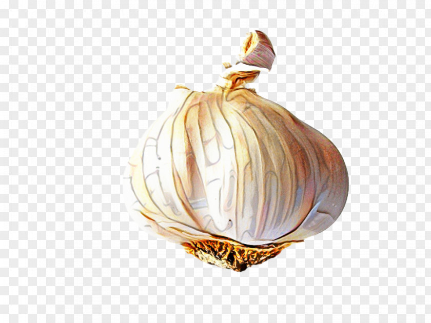Yellow Onion Amaryllis Family Cartoon PNG
