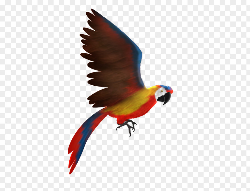 Animation Scarlet Macaw Lories And Lorikeets PNG
