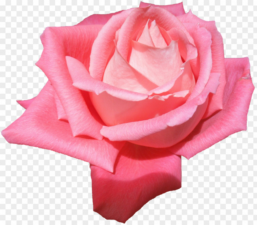 Flower Garden Roses Cabbage Rose Fundal PNG
