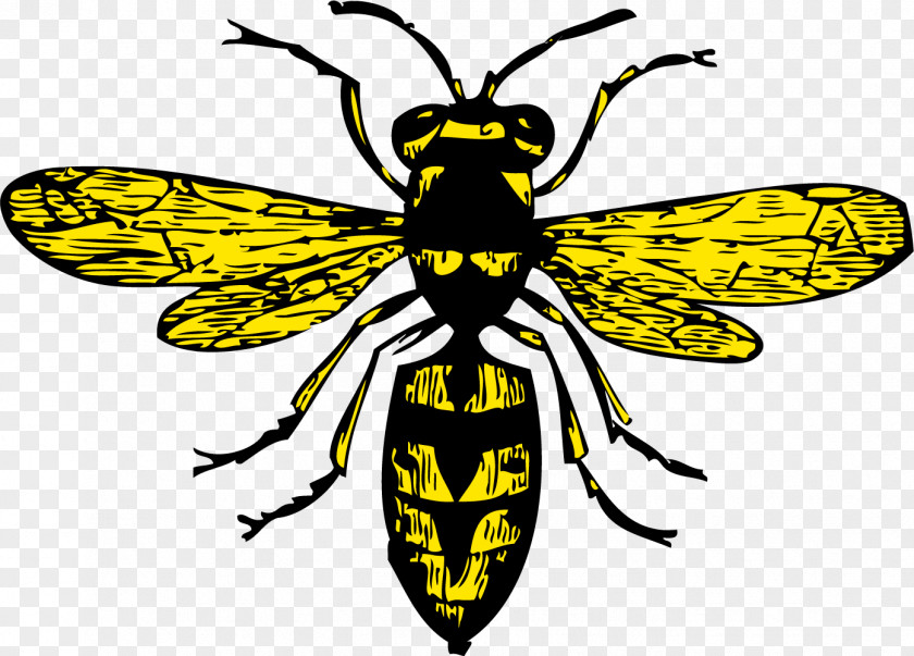 Honeybee Venom Honey Bee Insect Book Illustration PNG