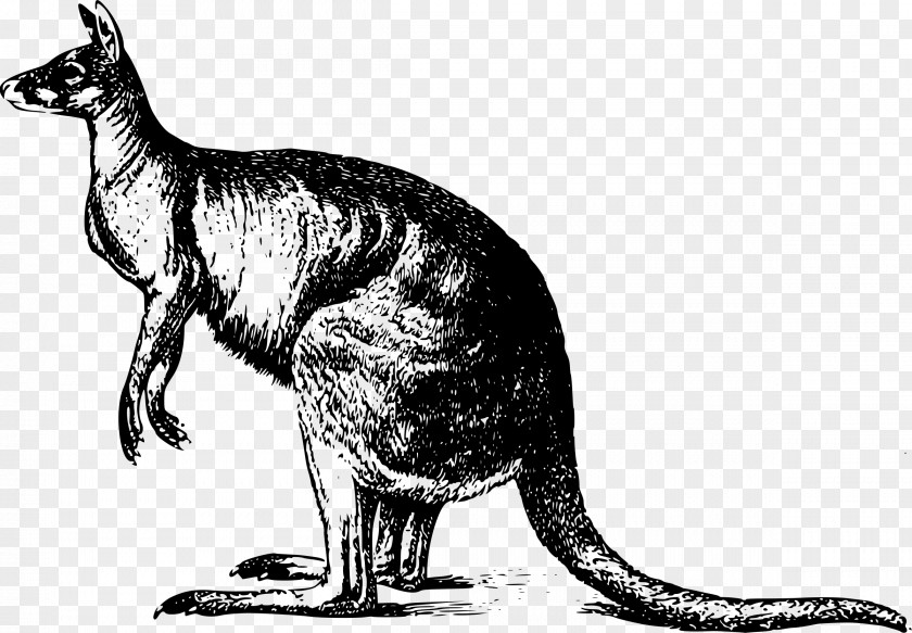 Kangaroo Drawing PNG