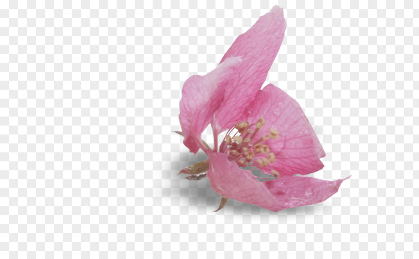 Pink M RTV Herbaceous Plant PNG