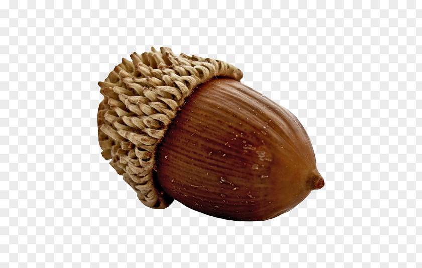 Acorn Oak Nut Fruit Seed PNG