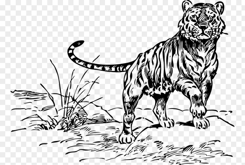 Felidae White Tiger Black Clip Art PNG