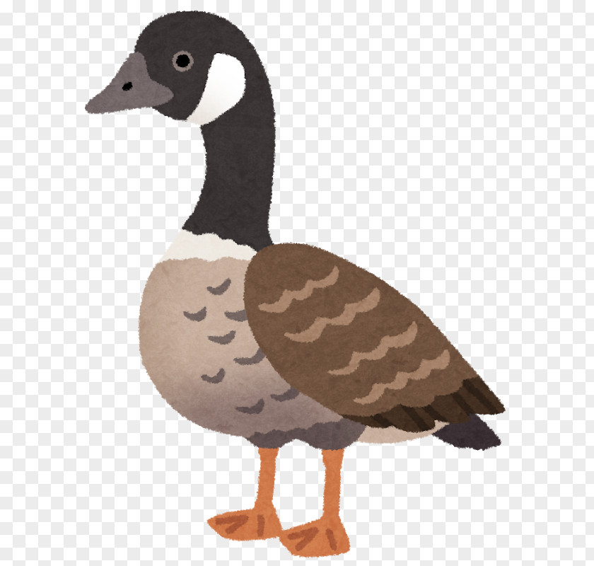 Goose Cackling Duck Nene Ganso PNG
