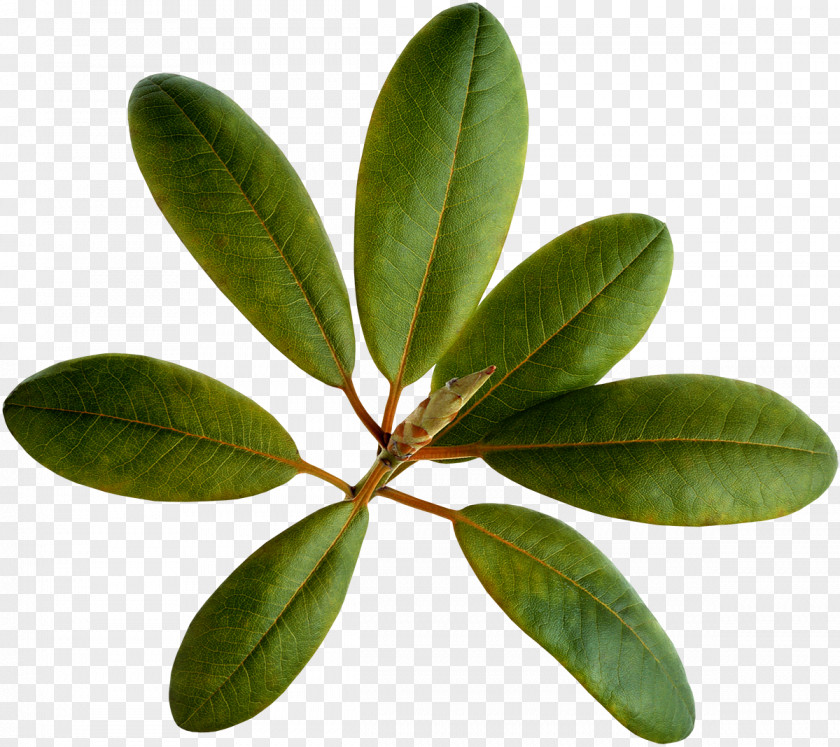 Loquat Food Extract Ursolic Acid Leaf Plants PNG