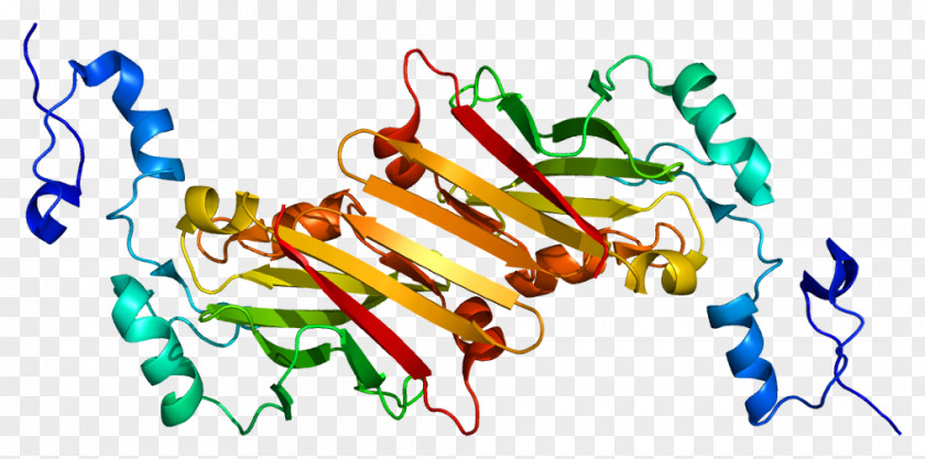 SIAH1 Gene Function Protein POU2AF1 CACYBP PNG
