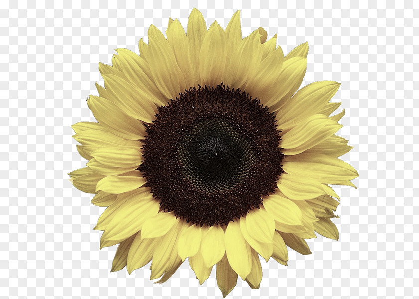 Sunflower Image Clip Art Common Desktop Wallpaper PNG