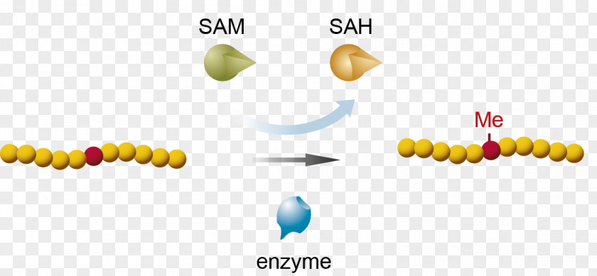 Tracer Methyltransferase Assay S-Adenosyl Methionine Methylation Lysine PNG