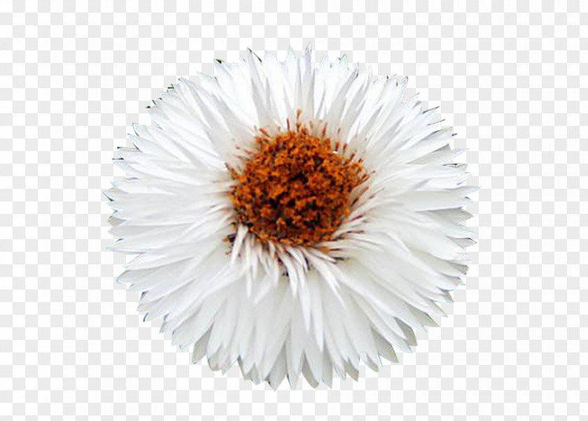 White Chrysanthemum Picture Material Icon PNG