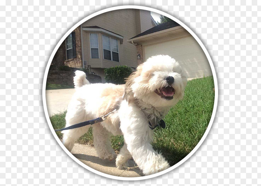 Dog Walking Goldendoodle Cockapoo Havanese Maltese Bolognese PNG