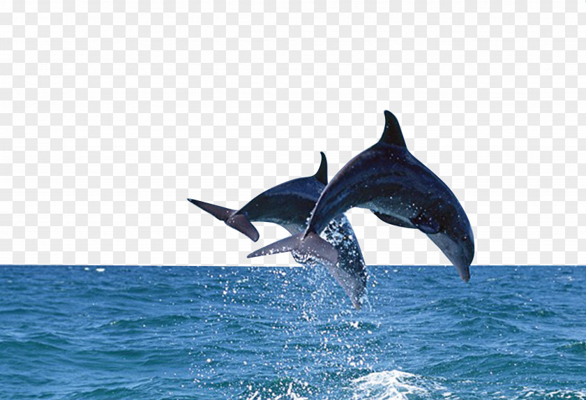 Dolphin Bottlenose Sea Wallpaper PNG