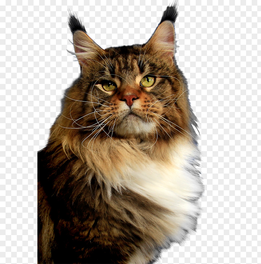 Exquisite Personality Hanger Maine Coon Whiskers Siberian Cat Norwegian Forest Domestic Short-haired PNG