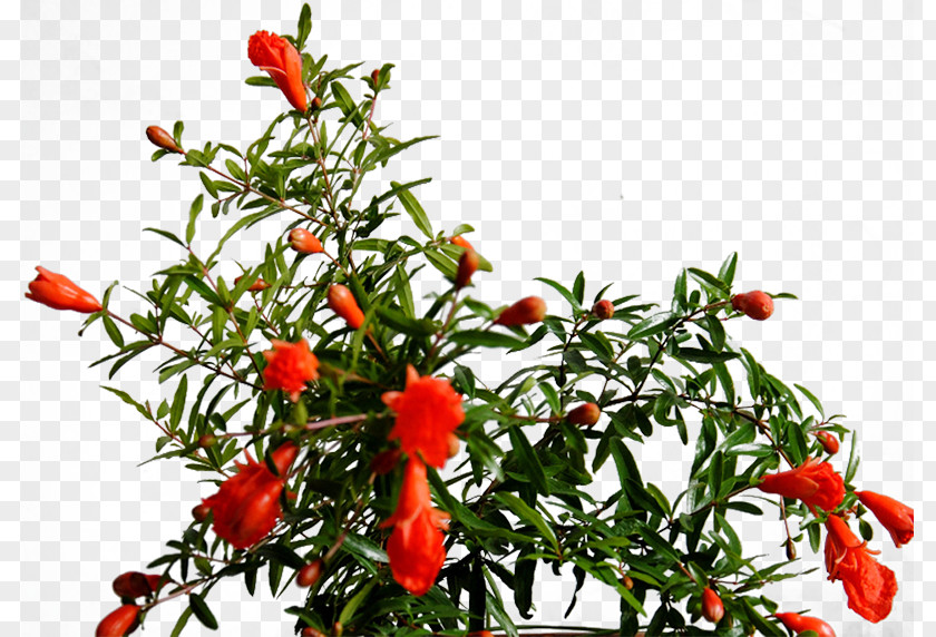 Free To Pull The Material Pomegranate Tree Picture Birds Eye Chili U5e38u898bu82b1u5349 Bonsai PNG