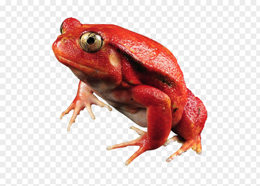 Frog Maroantsetra Dyscophus Antongilii Amphibians Tomato PNG