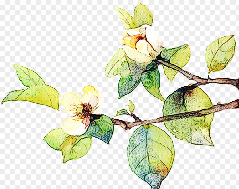 Magnolia Family Tree Background PNG