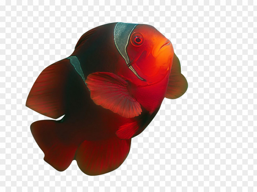 Ornamental Fish Tropical Clownfish PNG