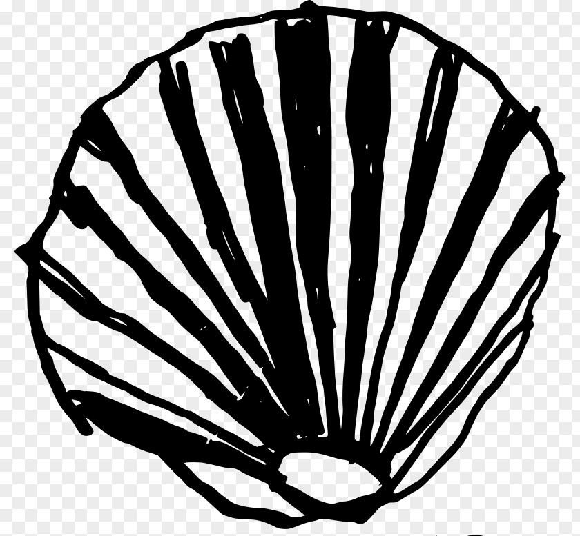 Seashell Clam Conch Clip Art PNG