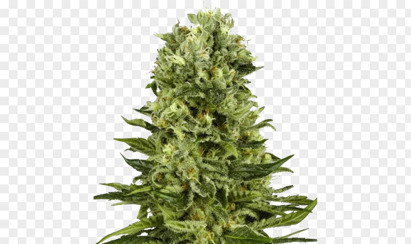 Skunk White Widow Autoflowering Cannabis Marijuana Sativa PNG