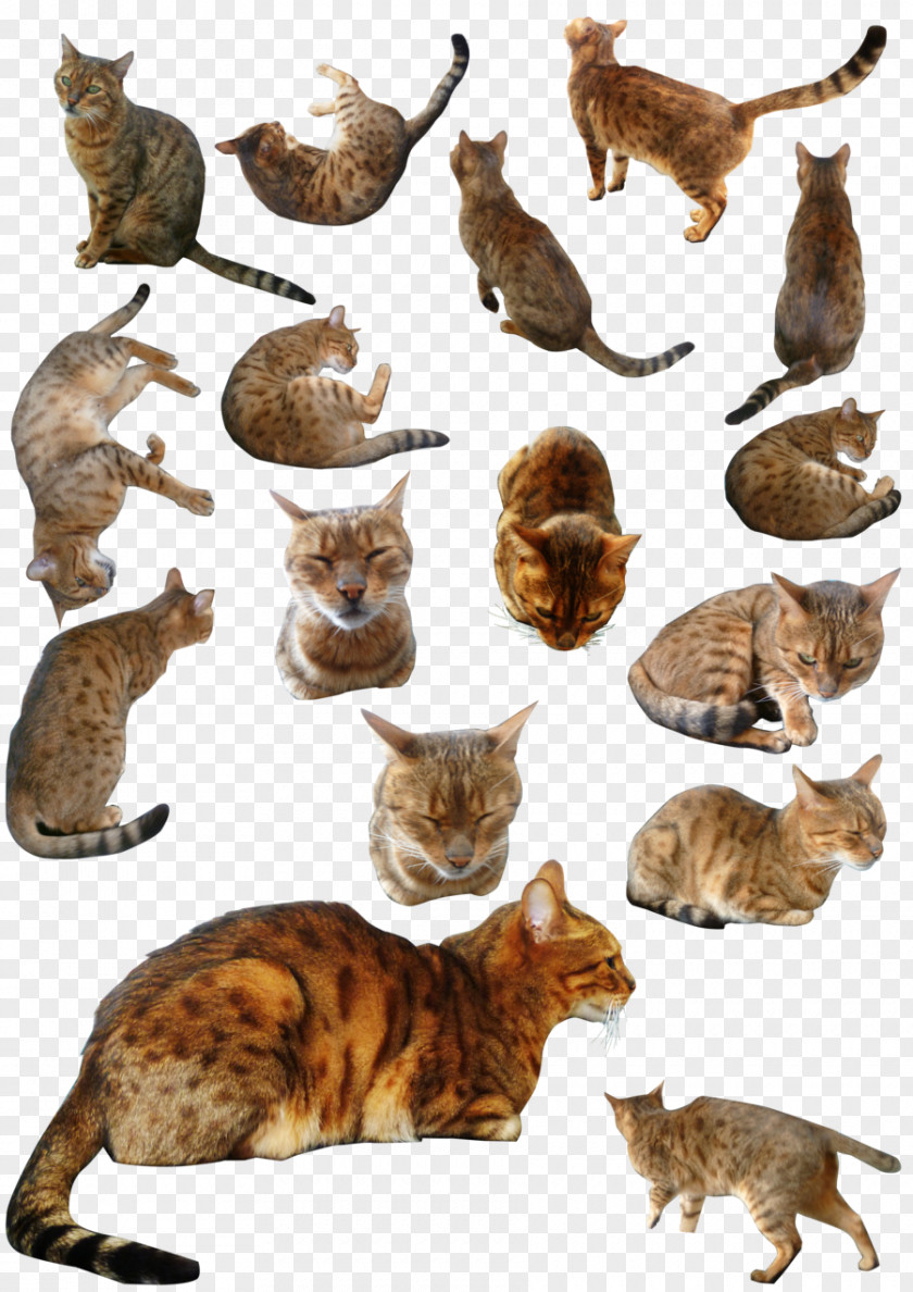 Stock Ocicat Bengal Cat Wildcat Photography PNG