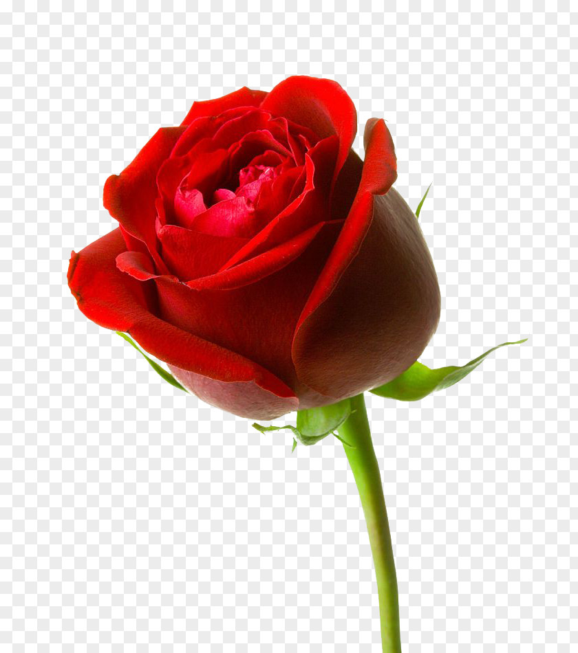 BUNGA Rose Flower Clip Art PNG