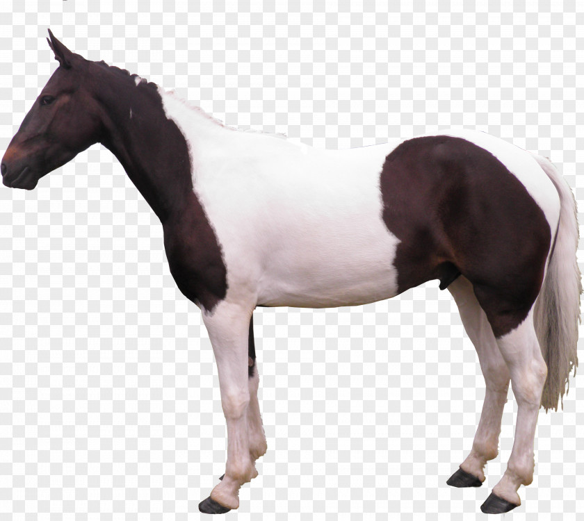 Galloping Horse Mare Pony Stallion Rein PNG