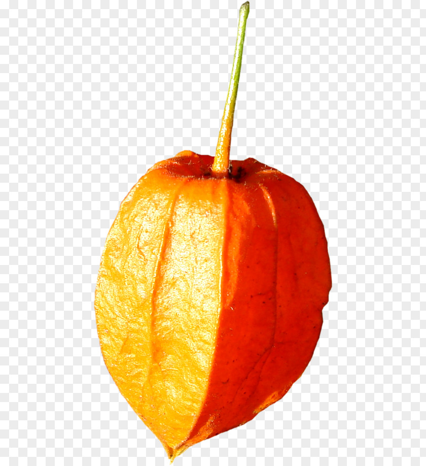 Pumpkin Clementine Winter Squash Mandarin Orange Gourd PNG