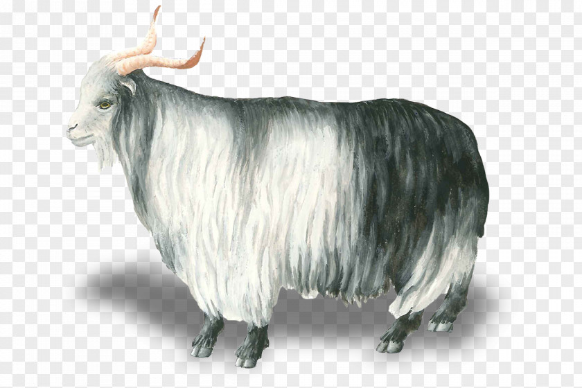 Sheep Goat Hungarian Grey Capra Aegagrus Hircus Horn PNG