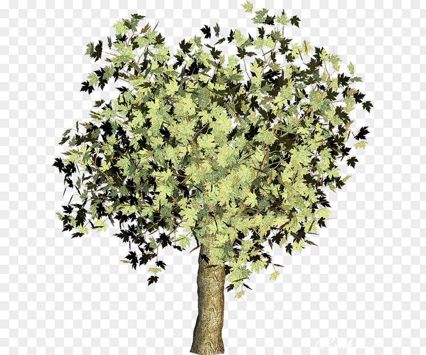 Tree Branch Clip Art PNG