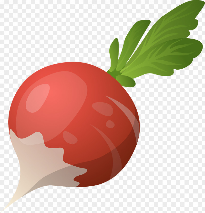Vegetable Daikon Turnip Beetroot Health PNG