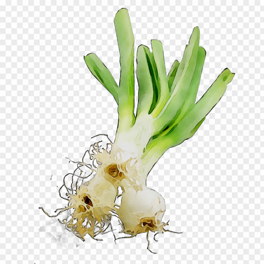 Welsh Onion Leek Scallion Plant Stem Plants PNG