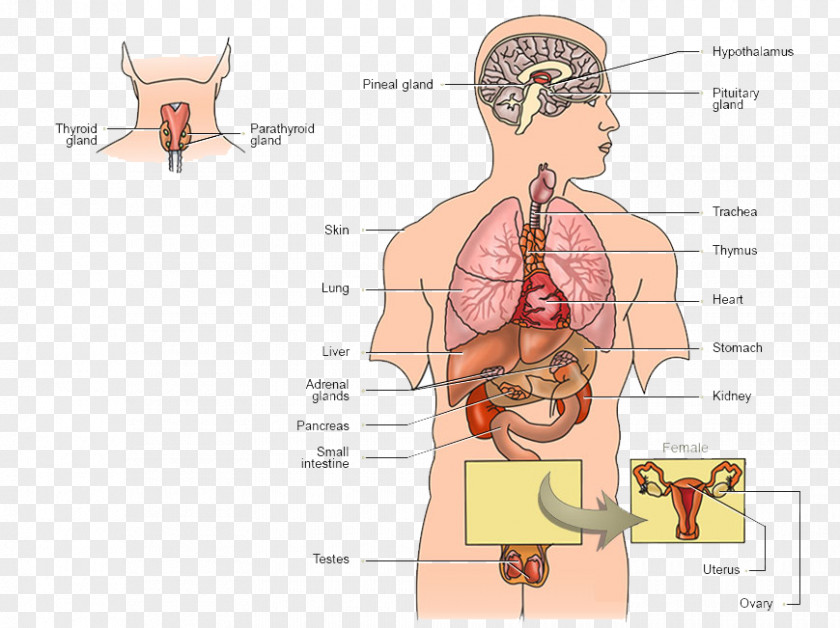 Endocrine System Gland Human Body Hormone Function PNG